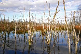 Crowle Moor