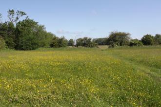 Pickering's Meadow