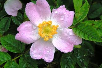 Dog rose