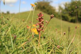 Frog orchid