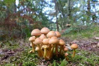 Linwood Warren fungi