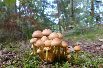 Fungi Linwood Warren