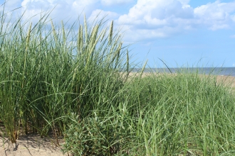 Marram Grass and Sea Buckthorn at Gibraltar Point