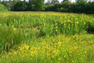 Arnold's Meadow