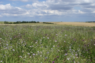 Red Hill Coronation Meadow