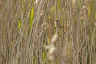 Reed warbler