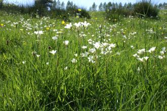 Silveriness Meadows