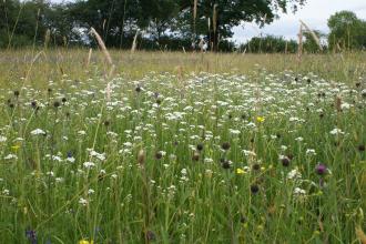 Hatton Meadows