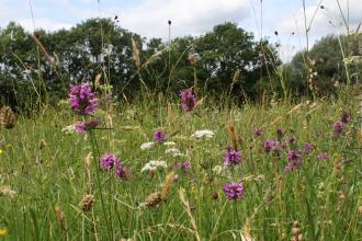 Sotby Meadows