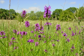 Sotby Meadows