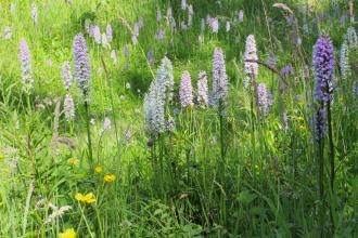 Spotted orchids