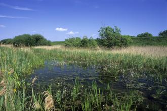 Thurlby Fen