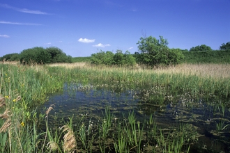 Thurlby Fen