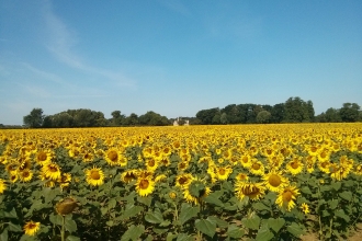 Sunflowers at Vine House Farm