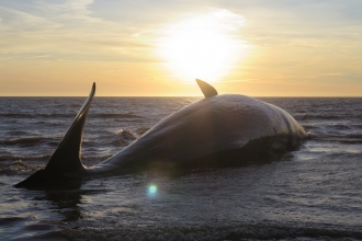 Sperm Whale Gibraltar Point