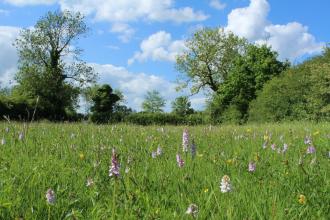 Willoughby Meadow