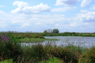 Willow Tree Fen