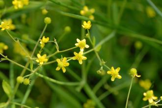 Badgeworth buttercup