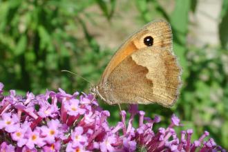 Meadow brown