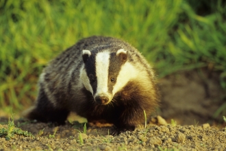 Badger