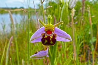 Bee orchid
