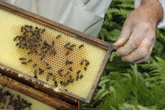 Beekeeper
