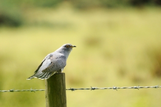 Cuckoo
