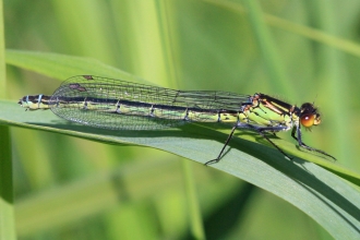 Damselfly