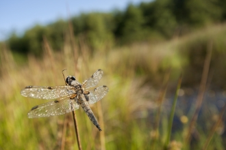 Dragonfly