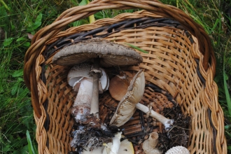 Fungus foray