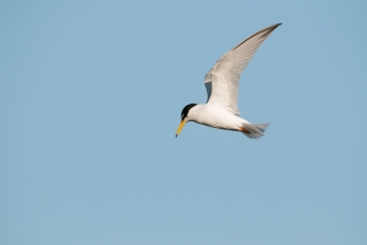 Little tern