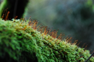 Moss
