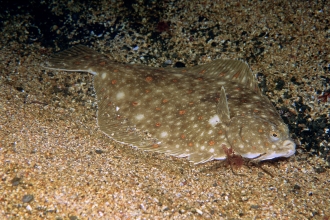 Plaice, Holderness Offshore MCZ