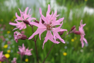 Ragged Robin