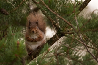 Red Squirrel