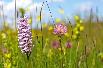 Spotted orchids