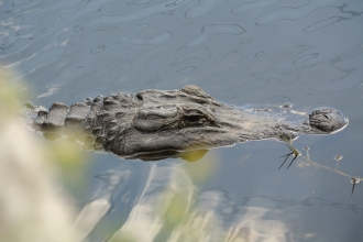 Alligator