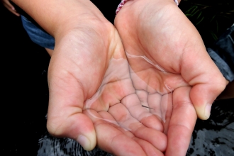 Pond dipping