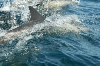 Common dolphin