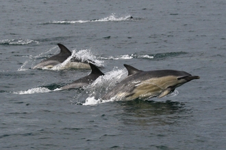 Common dolphins