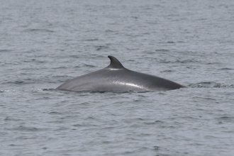 Minke whale
