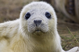 Seal pup