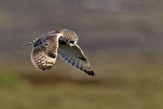 Short-eared owl