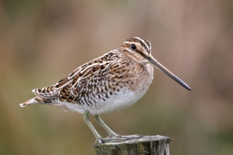 Snipe
