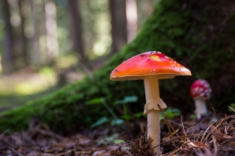 Fungi fly agaric