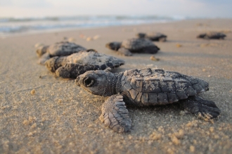 Sea Turtles