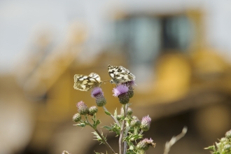 Marbled white butterfly