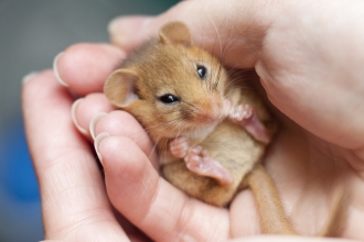 Dormouse