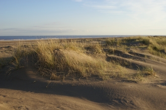 Marram grass