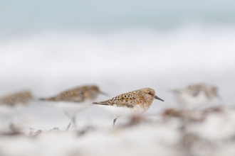 Sanderling